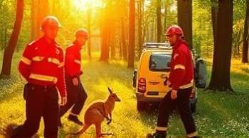 Пожарные пытаются поймать кенгуру во французском департаменте Де-Севр