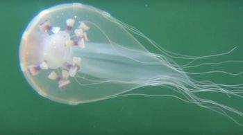 Научные сотрудники зафиксировали на видео редкий вид медузы у побережья Аргентины.