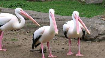 Три спасенных розовых пеликана прибыли в Московский зоопарк